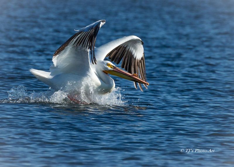 TSJ_20150601_8317.jpg :: White Pelican