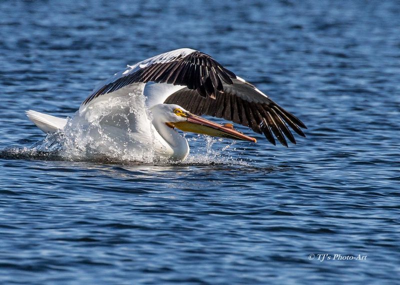 TSJ_20150601_83191.jpg :: White Pelican 