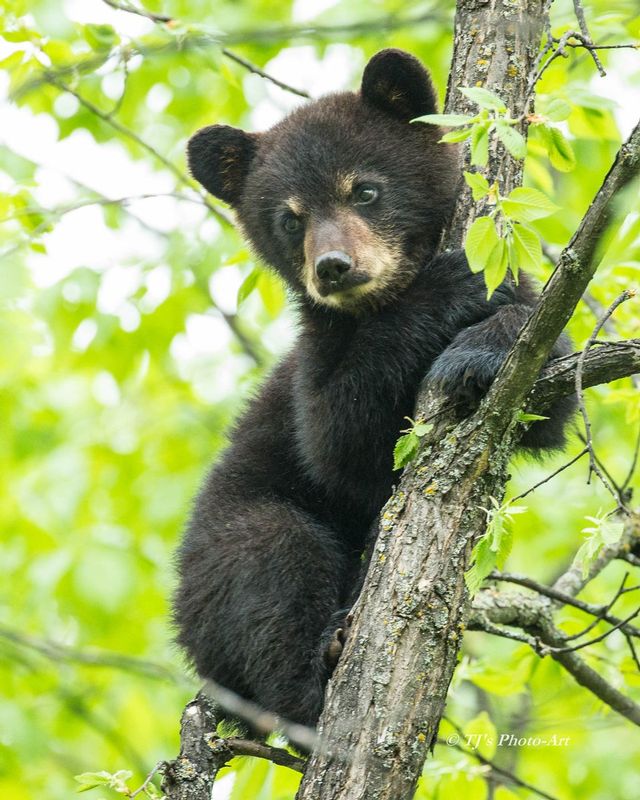 TSJ_20150602_0110.jpg :: Black Bear Cub 