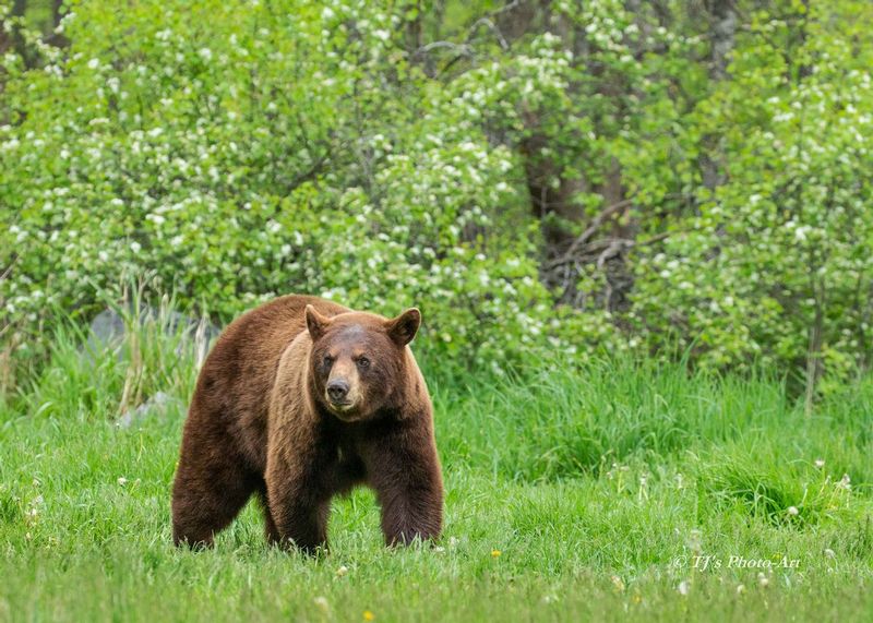 TSJ_20150602_0149.jpg :: Cinnamon Colored Black Bear 