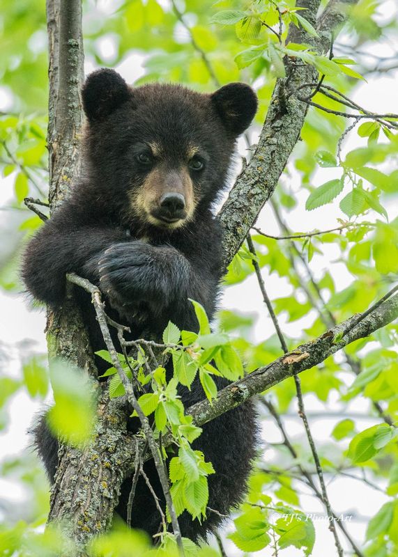TSJ_20150602_9947.jpg :: Black Bear Cub 