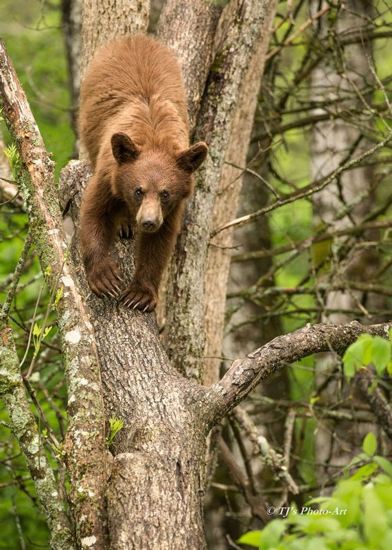 TSJ_20150604_4323_2.jpg :: \