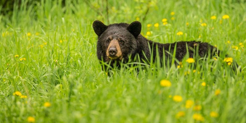 TSJ_20150604_5056.jpg :: Black Bear 