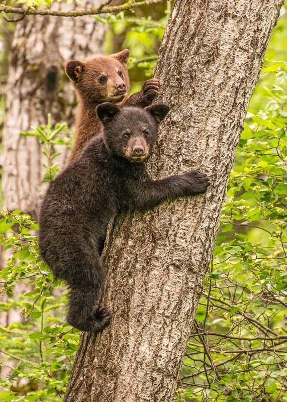 TSJ_20150604_5158.jpg :: Black Bear Cubs