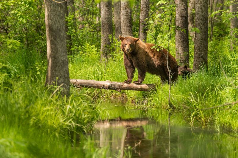 TSJ_20150604_5895_1.jpg :: Cinnamon Colored Black Bear and Cub 
