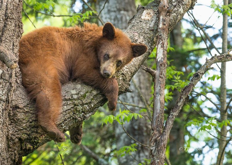 TSJ_20150604_6116.jpg :: Cinnamon Colored Black Bear Cub 