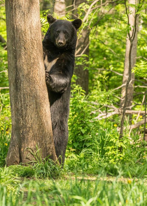 TSJ_20150604_61431.jpg :: \