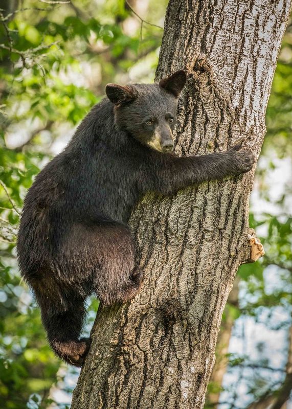 TSJ_20150604_6289.jpg :: \