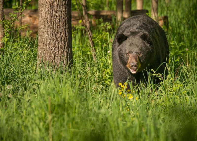 TSJ_20150604_6454.jpg :: Black Bear 