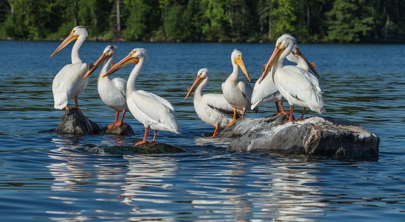 TSJ_20150605_79701.jpg :: White Pelicans