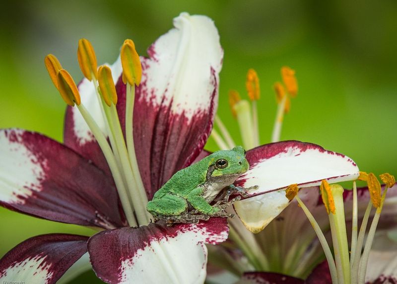 TSJ_20150705_3508.jpg :: Tree Frog on Lilly