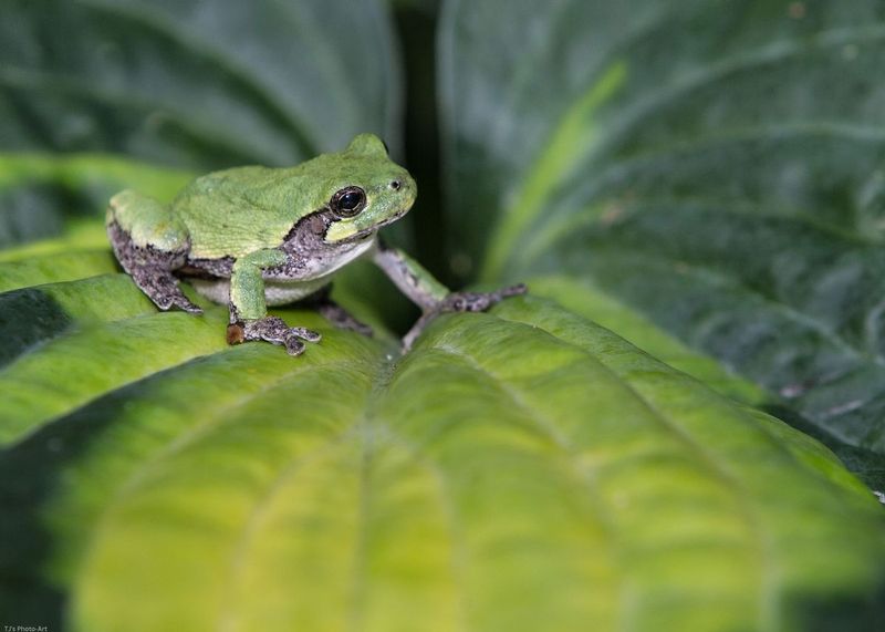 TSJ_20150705_3556.jpg :: Tree Frog on Hosta
