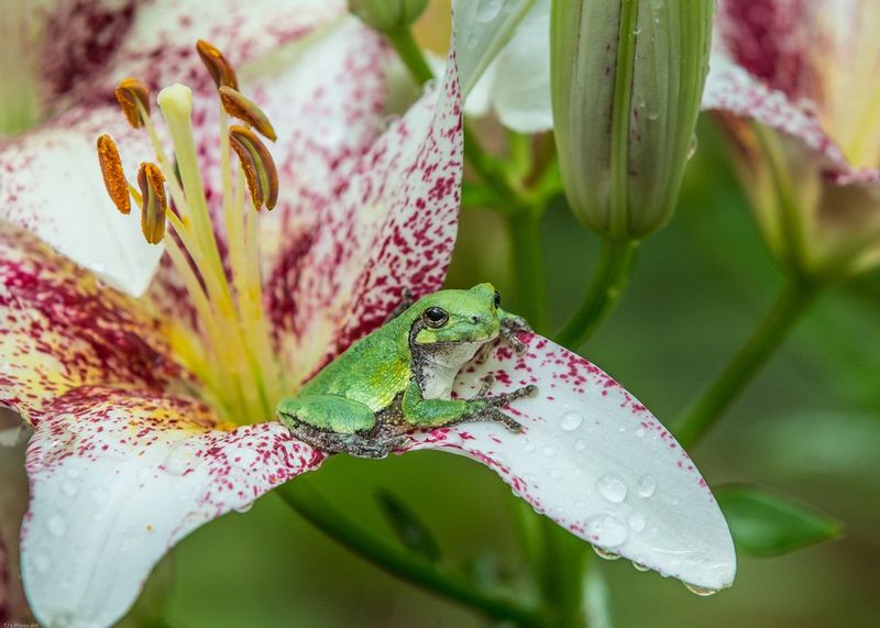 TSJ_20150705_3592.jpg :: Tree Frog on Lilly