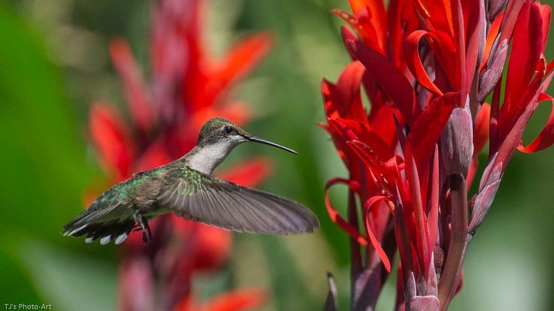 TSJ_20150725_4741.jpg :: Ruby Throated Hummingbird