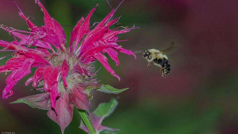 TSJ_20150728_5867.jpg :: Bee on Monarda 