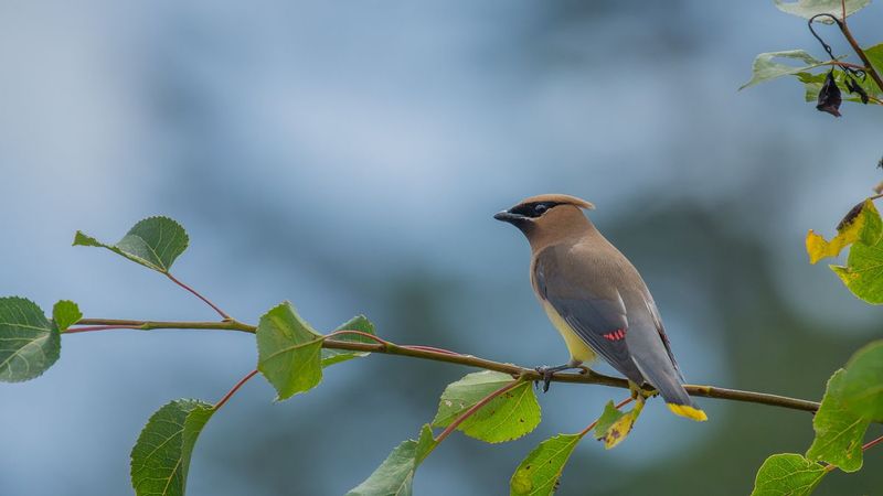 TSJ_20150809_7585.jpg :: Cedar Waxwing