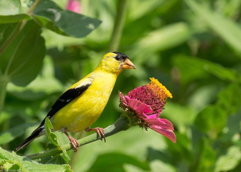 TSJ_20150821_8536.jpg :: \