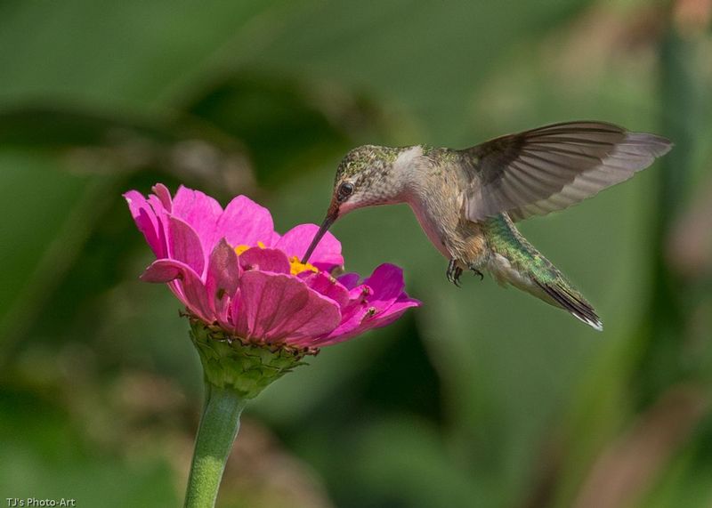 TSJ_20150821_8728.jpg :: Ruby Throated Hummingbird