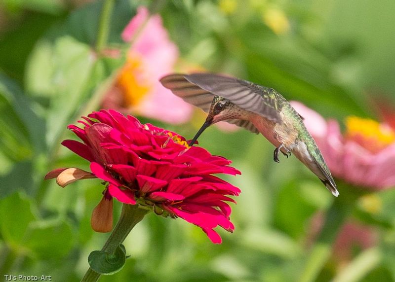 TSJ_20150821_8810.jpg :: ruby throated hummingbird