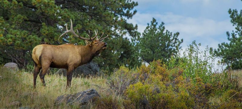 TSJ_20150923_7806.jpg :: Bugle of a  Bull Elk 