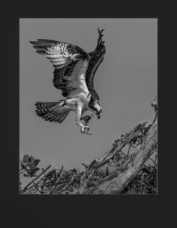 ospreybw05-3.jpg :: Nest Builder 
Osprey 