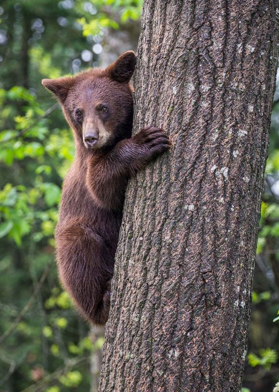 untitled_20150603_2536.jpg :: Black Bear Yearling 
