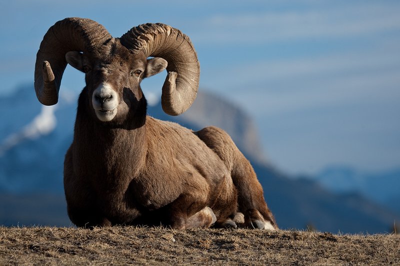 ©TC-Bighorn Ram-D00893-00001.jpg :: Trophy Class Bighorn Sheep Ram bedded on crest of ridge with snowcapped mountain backdrop