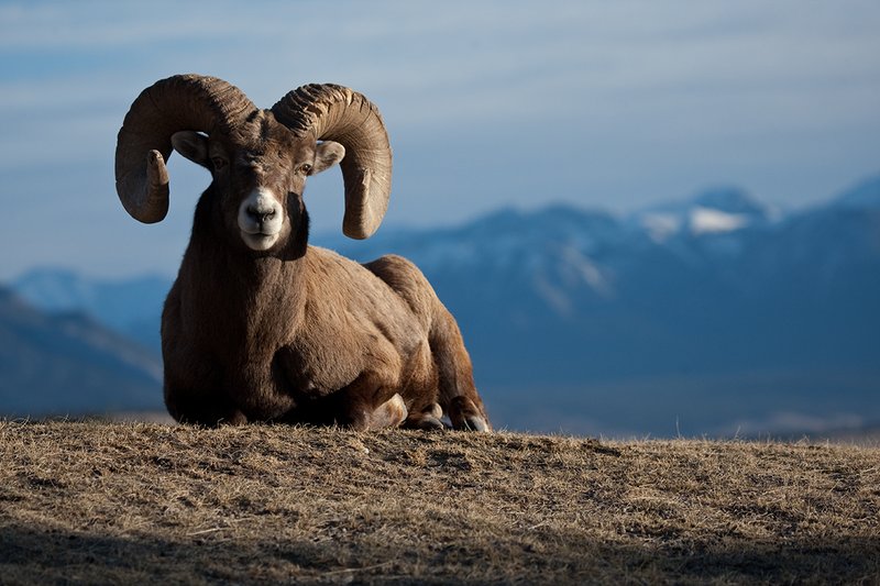 ©TC-Bighorn Ram-D00893-00002.jpg :: Trophy Class Bighorn Sheep Ram bedded on crest of ridge with snowcapped mountain backdrop