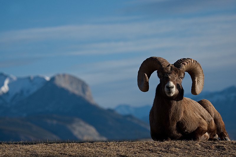 ©TC-Bighorn Ram-D00893-00008.jpg :: Trophy Class Bighorn Sheep Ram bedded on crest of ridge with snowcapped mountain backdrop
