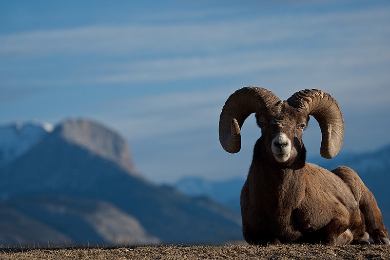 ©TC-Bighorn Ram-D00893-00011.jpg :: Trophy Class Bighorn Sheep Ram bedded on crest of ridge with snowcapped mountain backdrop