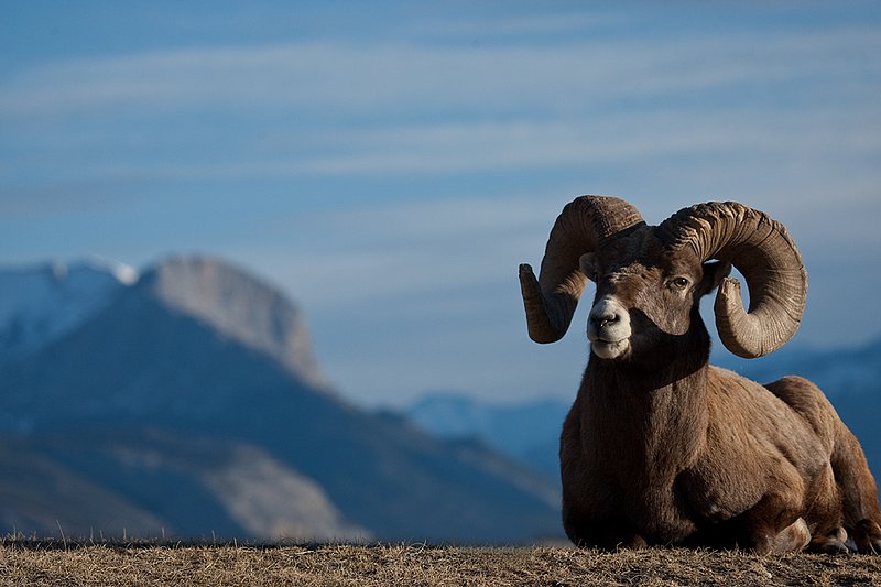 ©TC-Bighorn Ram-D00893-00014.jpg :: Trophy Class Bighorn Sheep Ram bedded on crest of ridge with snowcapped mountain backdrop