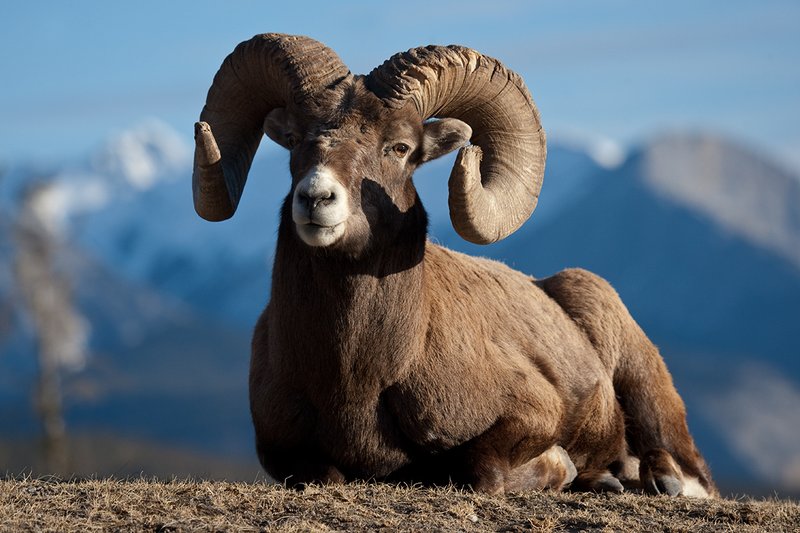©TC-Bighorn Ram-D00893-00015.jpg :: Trophy Class Bighorn Sheep Ram bedded on crest of ridge with snowcapped mountain backdrop