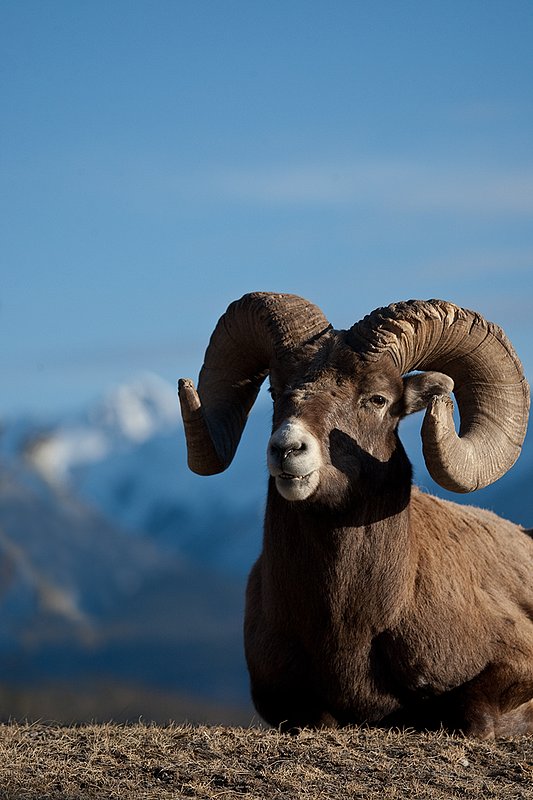 ©TC-Bighorn Ram-D00893-00018.jpg :: Trophy Class Bighorn Sheep Ram bedded on crest of ridge with snowcapped mountain backdrop