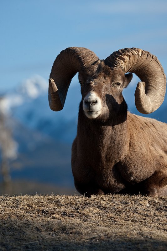 ©TC-Bighorn Ram-D00893-00024.jpg :: Trophy Class Bighorn Sheep Ram bedded on crest of ridge with snowcapped mountain backdrop