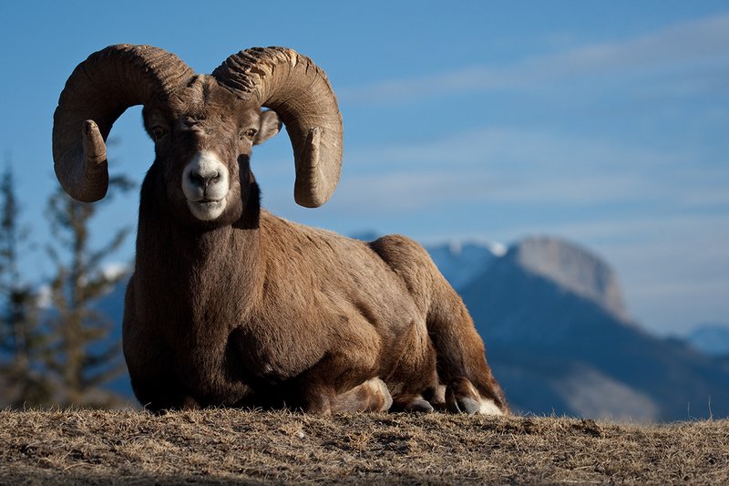 ©TC-Bighorn Ram-D00893-00026.jpg :: Trophy Class Bighorn Sheep Ram bedded on crest of ridge with snowcapped mountain backdrop