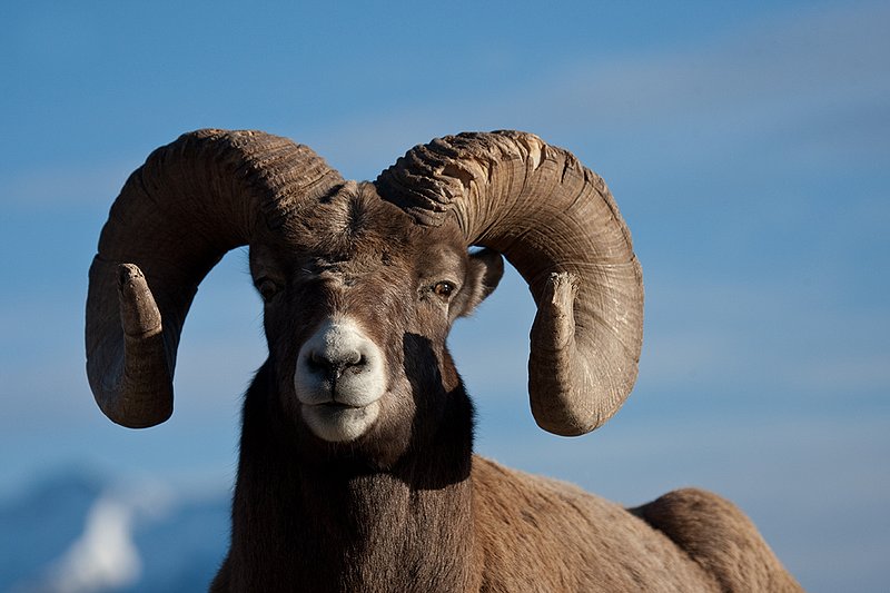 ©TC-Bighorn Ram-D00893-00030.jpg :: Trophy Class Bighorn Sheep Ram bedded on crest of ridge with snowcapped mountain backdrop