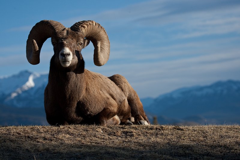 ©TC-Bighorn Ram-D00893-00036.jpg :: Trophy Class Bighorn Sheep Ram bedded on crest of ridge with snowcapped mountain backdrop