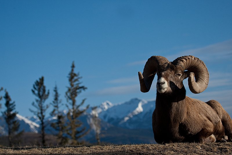 ©TC-Bighorn Ram-D00893-00039.jpg :: Trophy Class Bighorn Sheep Ram bedded on crest of ridge with snowcapped mountain backdrop