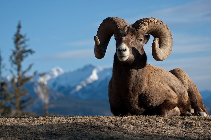 ©TC-Bighorn Ram-D00893-00042.jpg :: Trophy Class Bighorn Sheep Ram bedded on crest of ridge with snowcapped mountain backdrop