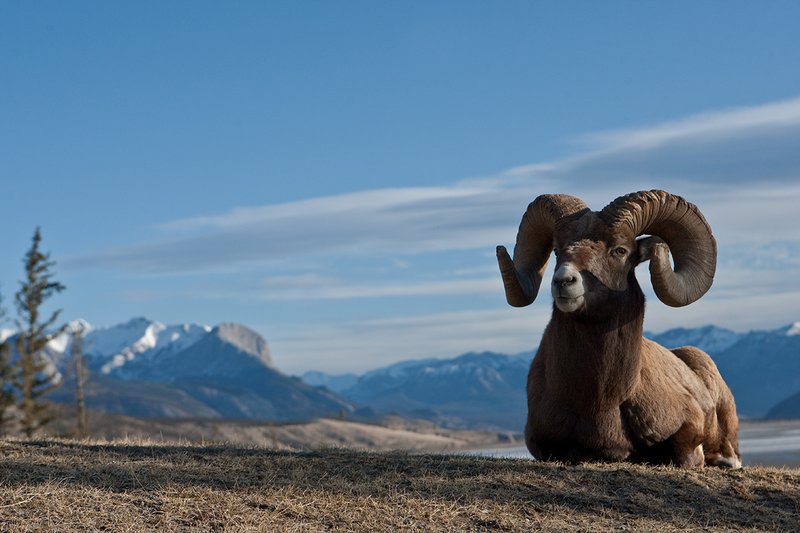 ©TC-Bighorn Ram-D00893-00048.jpg :: Trophy Class Bighorn Sheep Ram bedded on crest of ridge with snowcapped mountain backdrop