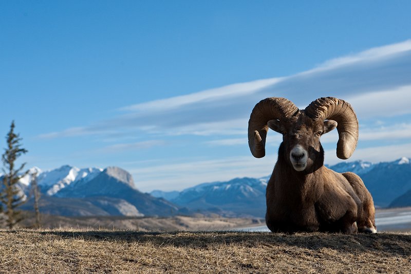 ©TC-Bighorn Ram-D00893-00057.jpg :: Trophy Class Bighorn Sheep Ram bedded on crest of ridge with snowcapped mountain backdrop