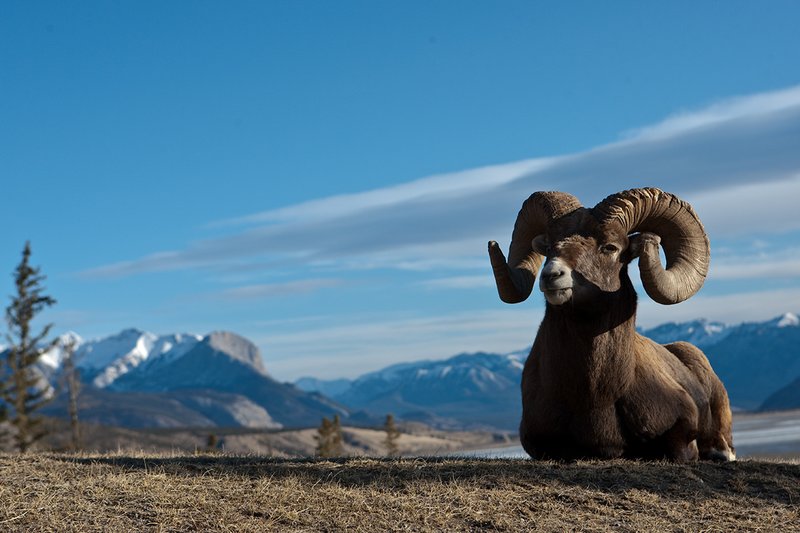 ©TC-Bighorn Ram-D00893-00060.jpg :: Trophy Class Bighorn Sheep Ram bedded on crest of ridge with snowcapped mountain backdrop