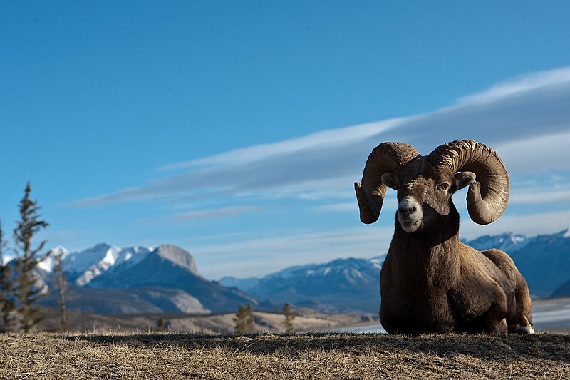 ©TC-Bighorn Ram-D00893-00066.jpg :: Trophy Class Bighorn Sheep Ram bedded on crest of ridge with snowcapped mountain backdrop