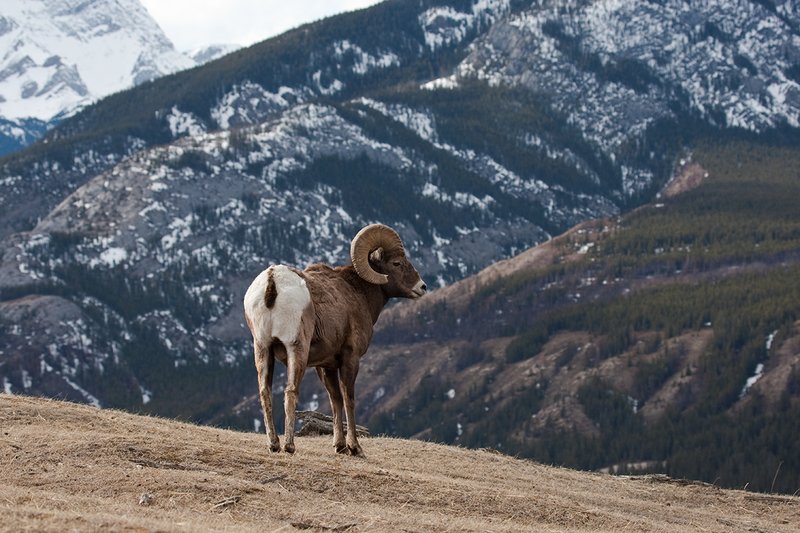 ©TC-Bighorn Ram-D00893-00271.jpg :: 3/4 Curl Bighorn Sheep Ram standing on crest of mountain ridge with snowcapped mountain backdrop
