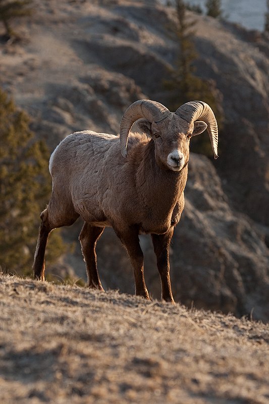 ©TC-Bighorn Ram-D00893-00274.jpg :: 3/4 Curl Bighorn Sheep Ram standing on crest of mountain ridge that falls off behind him