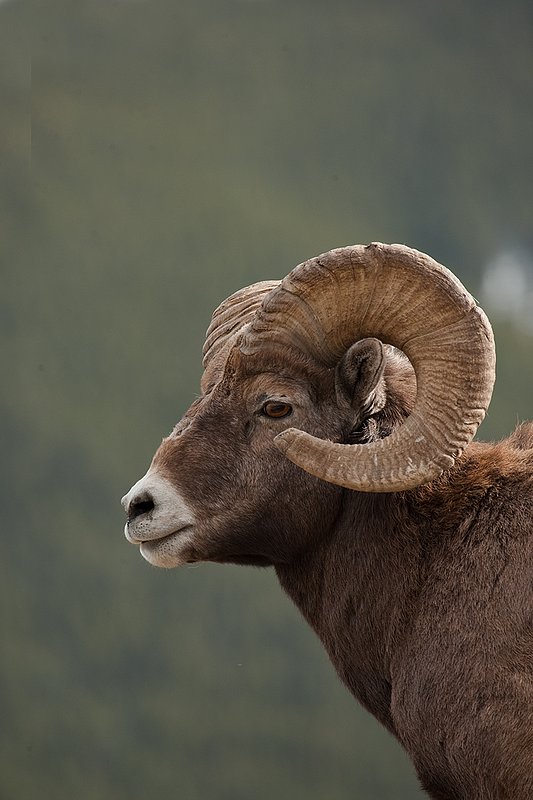 ©TC-Bighorn Ram-D00893-00280.jpg :: 3/4 Curl Bighorn Sheep Ram-head/shoulder shot with dark green background