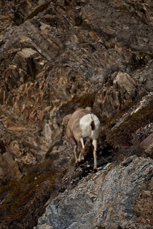 ©TC-Bighorn Ram-D00893-00283.jpg :: 3/4 Curl Bighorn Sheep Ram walking straight away negotiating his way along rocky cliffs