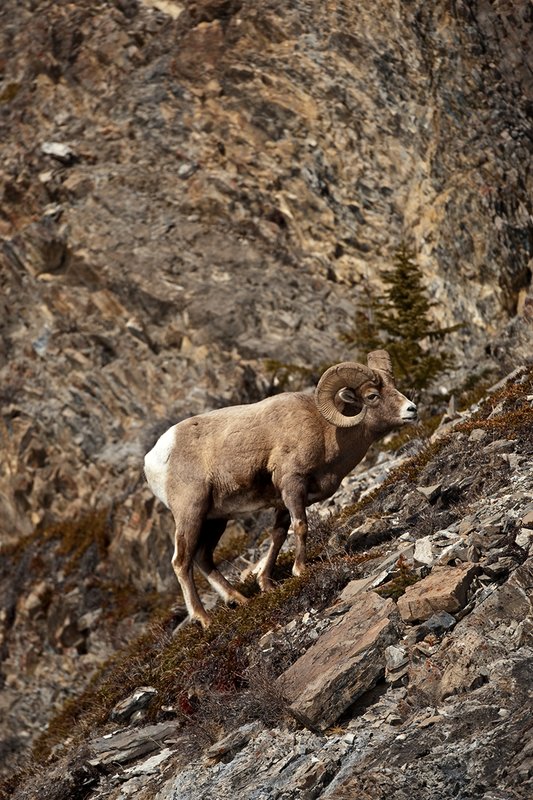 ©TC-Bighorn Ram-D00893-00286.jpg :: 3/4 Curl Bighorn Sheep Ram negotiating his wayl along rocky hillside