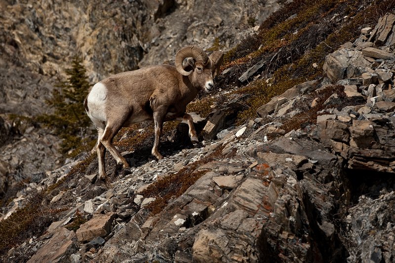 ©TC-Bighorn Ram-D00893-00289.jpg :: 3/4 Curl Bighorn Sheep Ram negotiating his wayl along rocky hillside