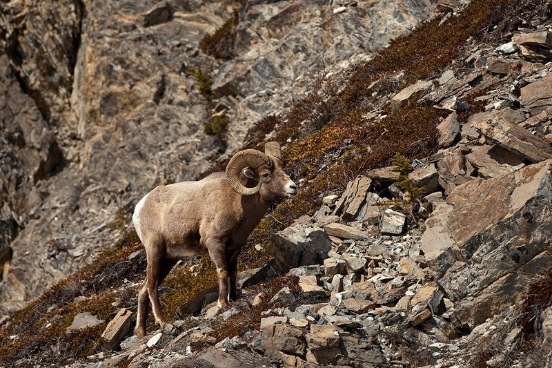 ©TC-Bighorn Ram-D00893-00295.jpg :: 3/4 Curl Bighorn Sheep Ram negotiating his wayl along rocky hillside